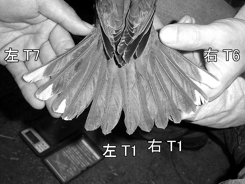 尾もしくは翼の羽の枚数に変異のある個体の報告